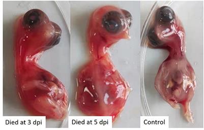 Chicken-origin Cluster 3.2 Tembusu virus exhibits higher infectivity than duck-origin Cluster 2 Tembusu virus in chicks